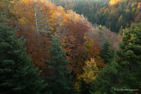 foret-automne-guillaume-francois-photographe-nature-animalier © Guillaume François