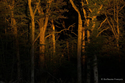 foret-contre-jour-guillaume-francois-photographe-nature-animalier © Guillaume François