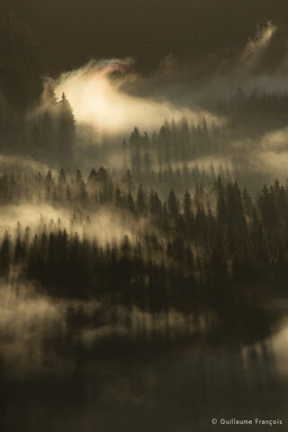 foret-de-lumiere-guillaume-francois-photographe-nature-animalier © Guillaume François