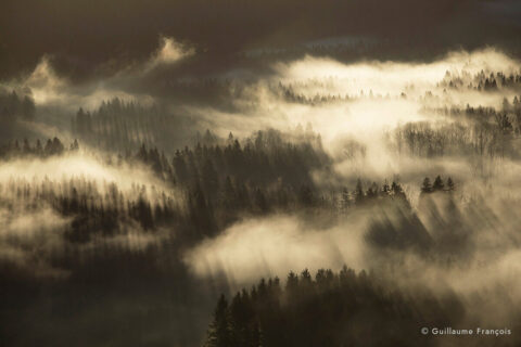 foret-du-lynx-paysage brume jura guillaume francois photographe © Guillaume François