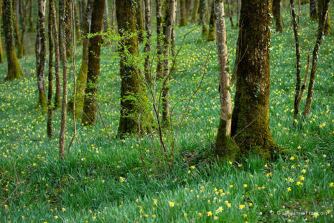 foret-jonquille-guillaume-francois-photographe-nature-animalier © Guillaume François