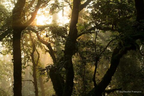 foret-jurassienne-lumiere-guillaume-francois-photographe-nature-animalier © Guillaume François