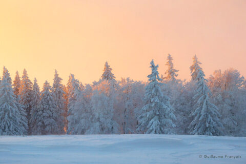 foret-lumiere-sapins-neige-hiver-guillaume-francois-photographe-nature-animalier © Guillaume François