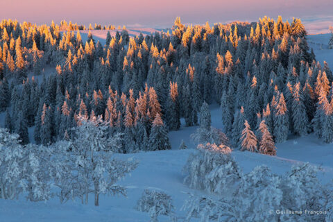 foret-lumieres-soleil-neige-hiver-guillaume-francois-photographe-nature-animalier-sauvage © Guillaume François