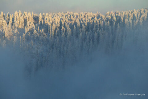 foret-neige-hiver-guillaume-francois-photographe-nature-animalier © Guillaume François