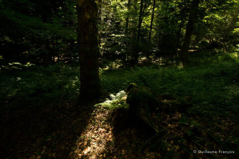 foret-ombre-lumiere-guillaume-francois-photographe-nature-animalier © Guillaume François