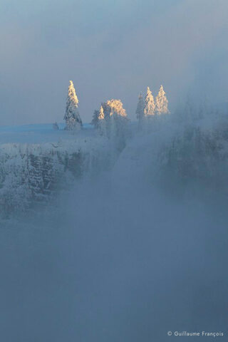 foret-sapin-neige-hiver-guillaume-francois-photographe-nature-animalier © Guillaume François