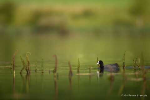 foulque-macroule-au-fil-de-l-eau-guillaume-francois-photographe-nature-sauvage-animalier-naturaliste © Guillaume François