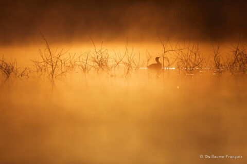 foulque-macroule-embrasement-guillaume-francois-photographe-nature-sauvage-animalier-naturaliste © Guillaume François