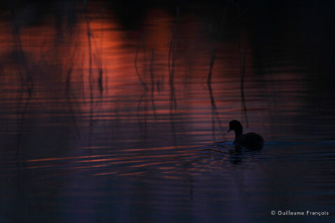 foulque-macroule-guillaume-francois-photographe-nature-sauvage-animalier-naturaliste (2) © Guillaume François