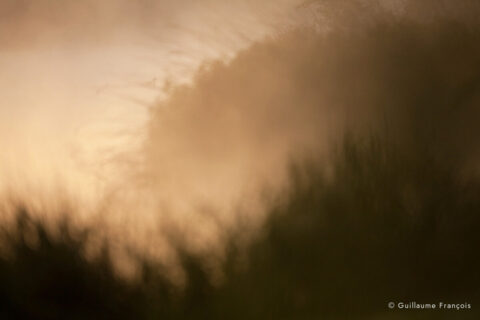 fuligule-milouin-guillaume-francois-photographe-nature-sauvage-animalier-naturaliste (3) © Guillaume François