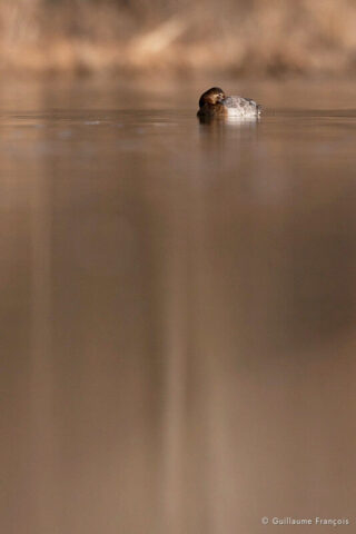 fuligule-milouin-guillaume-francois-photographe-nature-sauvage-animalier-naturaliste © Guillaume François