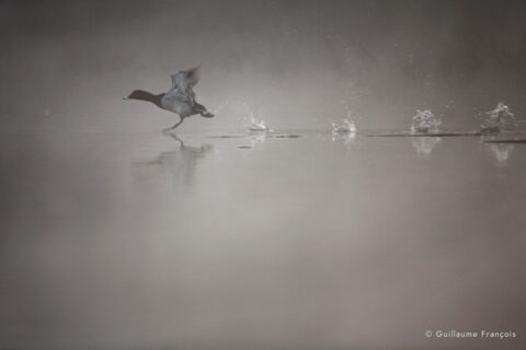 fuligules-milouin-au-fil-de-l-eau-guillaume-francois-photographe-nature-sauvage-animalier-naturaliste © Guillaume François