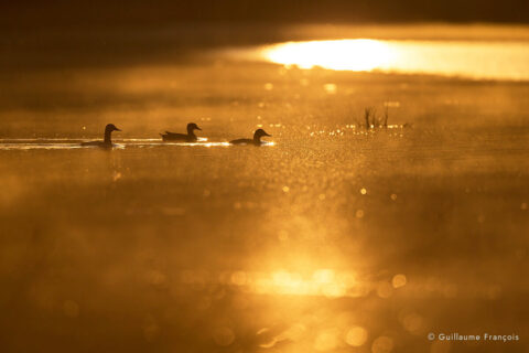 fuligules-milouins-au-fil-de-l-eau-guillaume-francois-photographe-nature-sauvage-animalier-naturaliste © Guillaume François