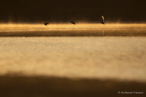 fuligules-morillons-au-fil-de-l-eau-guillaume-francois-photographe-nature-sauvage-animalier-naturaliste (2) © Guillaume François