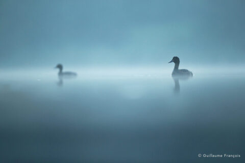 fuligules-morillons-au-fil-de-l-eau-guillaume-francois-photographe-nature-sauvage-animalier-naturaliste © Guillaume François
