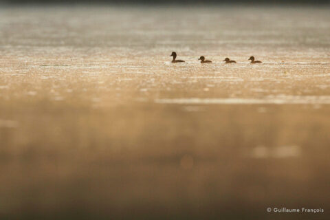 fuligules-morillons-famille-au-fil-de-l-eau-guillaume-francois-photographe-nature-sauvage-animalier-naturaliste © Guillaume François