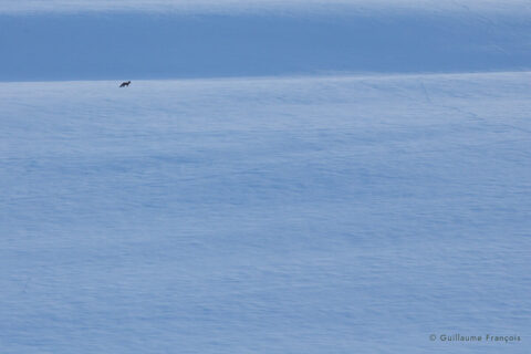 renard-roux-neige-hiver-guillaume-francois-photographe-nature-animalier-sauvage © Guillaume François
