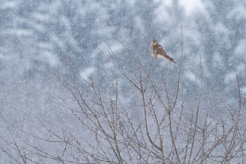 faucon-crecerelle-ambiance-neige-hiver-guillaume-francois-photographe-nature-animalier © Guillaume François