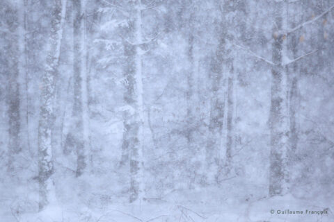 foret-neige-hiver-guillaume-francois-photographe-nature-animalier © Guillaume François