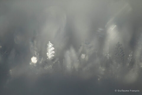 givre-hiver-guillaume-francois-photographe-nature-animalier © Guillaume François