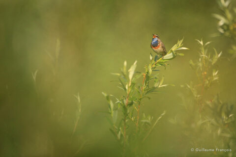 gorge-bleue-guillaume-francois-photographe-nature-sauvage-animalier-naturaliste (2) © Guillaume François