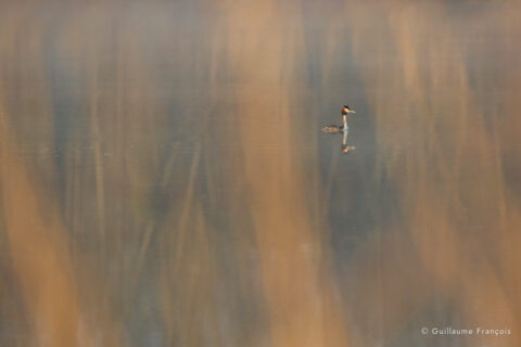grebe-huppe-ambiance-etang-lac-guillaume-francois-photographe-nature-sauvage-animalier-naturaliste (3) © Guillaume François