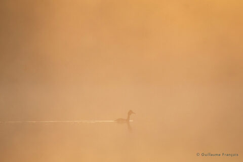 grebe-huppe-brume-guillaume-francois-photographe-nature-sauvage-animalier-naturaliste (3) © Guillaume François