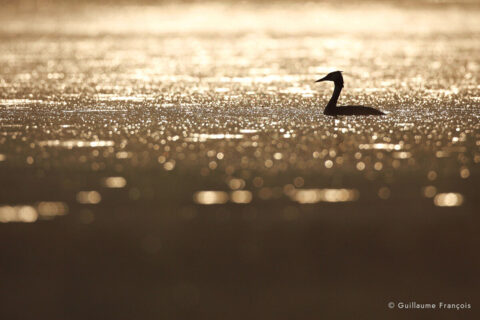 grebe-huppe-guillaume-francois-photographe-nature-sauvage-animalier-naturaliste (3) © Guillaume François