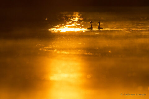 grèbes-huppés-couple-au-fil-de-l-eau-guillaume-francois-photographe-nature-sauvage-animalier-naturaliste © Guillaume François