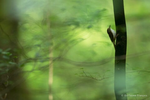 grimpereaux-des-bois-guillaume-francois-photographe-nature-animalier © Guillaume François