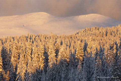 haute-chaine-jura-neige-hiver-guillaume-francois-photographe-nature-animalier-sauvage © Guillaume François