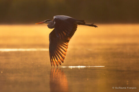 heron-cendre-aile-eau-lac-etang-survol-envol-guillaume-francois-photographe-nature-sauvage-animalier-naturaliste (3) © Guillaume François