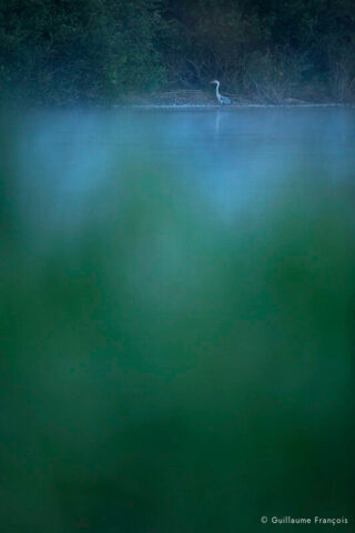 heron-cendre-ambiance-rive-riviere-guillaume-francois-photographe-nature-sauvage-animalier-naturaliste (3) © Guillaume François