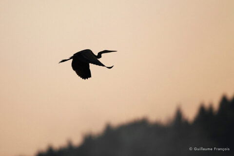 heron-cendre-guillaume-francois-photographe-nature-sauvage-animalier-naturaliste (2) © Guillaume François