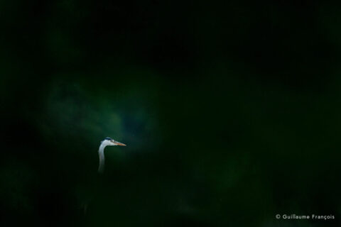 heron-cendre-guillaume-francois-photographe-nature-sauvage-animalier-naturaliste © Guillaume François