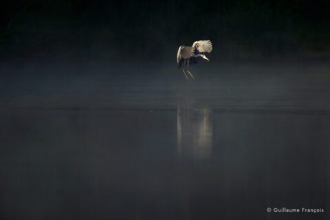 heron-cendre-vol-envol-atterissage-guillaume-francois-photographe-nature-sauvage-animalier-naturaliste © Guillaume François
