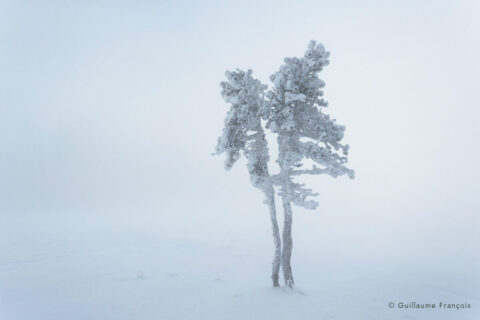 hetre-arbre-neige-hiver-guillaume-francois-photographe-nature-animalier © Guillaume François