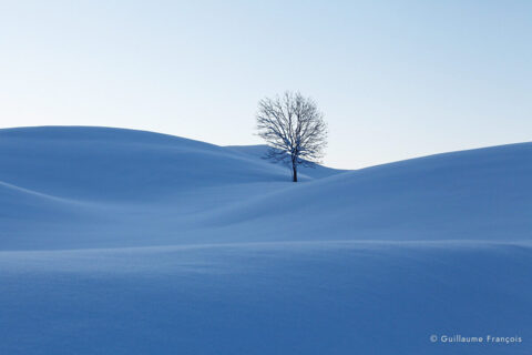 hetre-solitaire-arbre-bleu-neige-hiver-guillaume-francois-photographe-nature-animalier-sauvage © Guillaume François