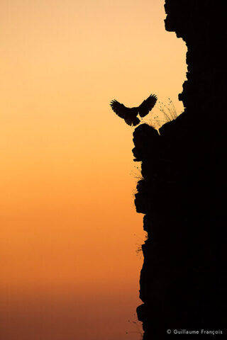 Hibou-grand-duc-europe-atterissage-envol-silhouette-sentinelle-guillaume-francois-photographe-nature-animalier © Guillaume François