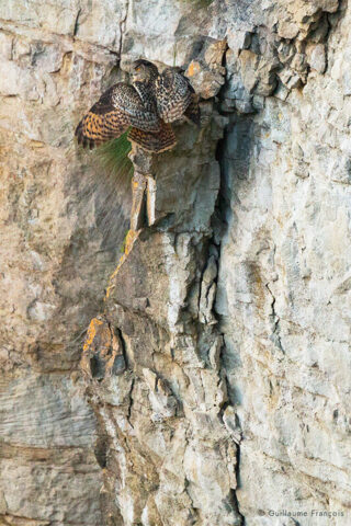 Hibou-grand-duc-europe-atterissage-sentinelle-guillaume-francois-photographe-nature-animalier © Guillaume François