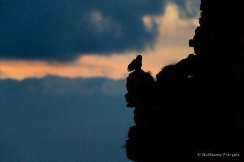 Hibou-grand-duc-europe-clair-obscur-sentinelle-guillaume-francois-photographe-nature-animalier © Guillaume François