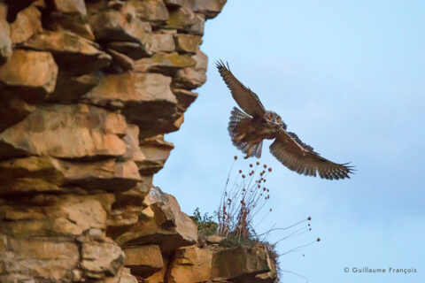 Hibou-grand-duc-europe-en-vol-sentinelle-guillaume-francois-photographe-nature-animalier © Guillaume François