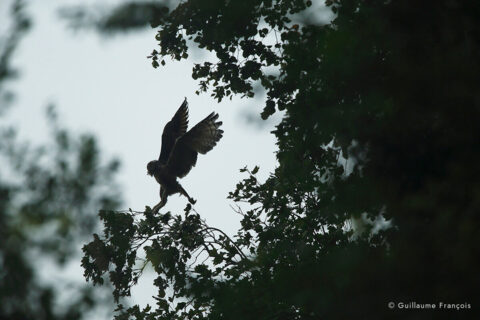 Hibou-grand-duc-europe-envol-sentinelle-guillaume-francois-photographe-nature-animalier © Guillaume François