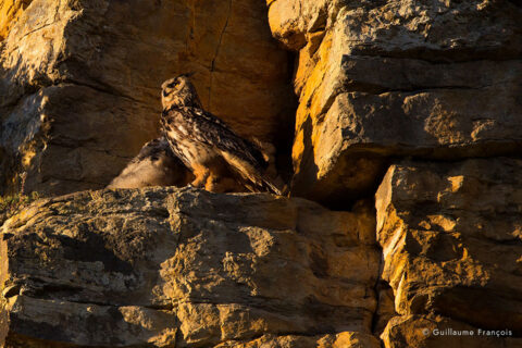 Hibou-grand-duc-europe-femelle-jeune-sentinelle-guillaume-francois-photographe-nature-animalier © Guillaume François