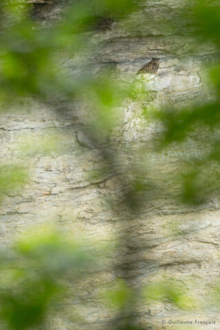 Hibou-grand-duc-europe-gite-sentinelle-guillaume-francois-photographe-nature-animalier © Guillaume François