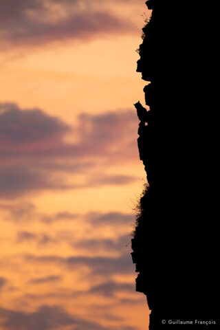 Hibou-grand-duc-europe-livre-sentinelle-guillaume-francois-photographe-nature-animalier © Guillaume François