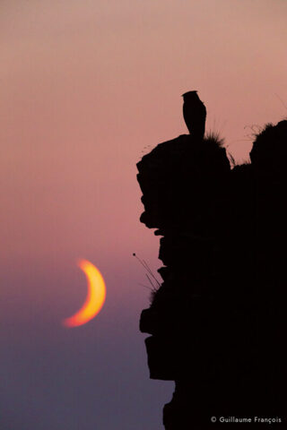 Hibou-grand-duc-europe-lune-sentinelle-guillaume-francois-photographe-nature-animalier © Guillaume François