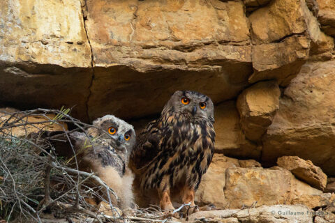 Hibou-grand-duc-europe-male-jeune-sentinelle-guillaume-francois-photographe-nature-animalier © Guillaume François
