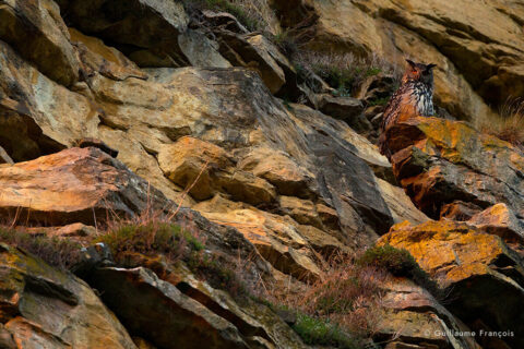 Hibou-grand-duc-europe-mimetisme-sentinelle-guillaume-francois-photographe-nature-animalier © Guillaume François